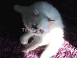 Yavru iran kedi