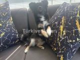 8 aylık dişi olan tüm eğitimleri tam aşıları tam komut alan