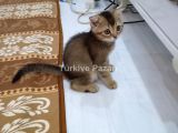 YAVRU KEDİ