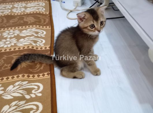 YAVRU KEDİ
