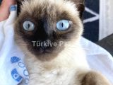 Kısır dişi 1 yaş siyam kedi