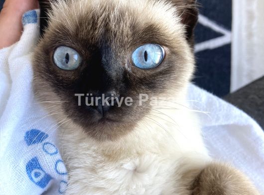 Kısır dişi 1 yaş siyam kedi