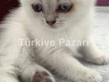 British shorthair blue point yavru kedi sahiplendiriyoruz