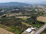 Menderes Torbalı satılık 300 M2 Zeytin Ağaçlı Bahçe