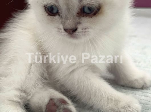 British shorthair blue point yavru kedi sahiplendiriyoruz