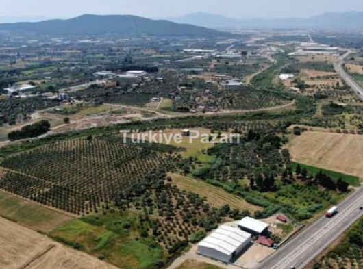 MENDERES ESKİ BULGURCA'DA ​240 m2 TARLA
