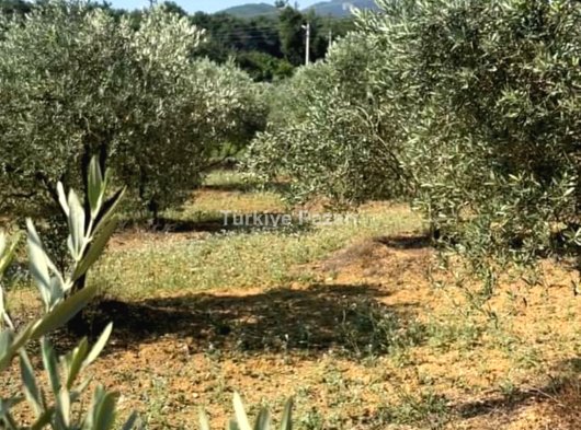 Menderes Ataköy'de Satılık Zeytin Bahcesi