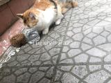 Yaklaşık 1 yaşında tekir kedimiz için ömürlük yuva arıyoruz