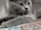Duman brithis