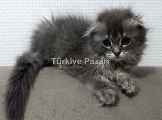 Yavru kedi acil satilik