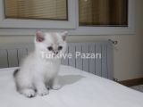 British shorthair disi