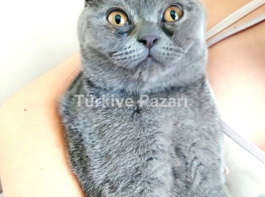 4 AYLIK YAVRU DİŞİ SCOTTİSH FOLD KEDİMİZ