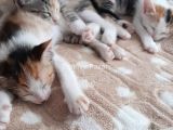 NAMİ'NİN YAVRULARINA YUVA ARIYORUZ