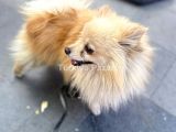 Pomeranian Spitz 