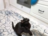 siyah erkek kedi