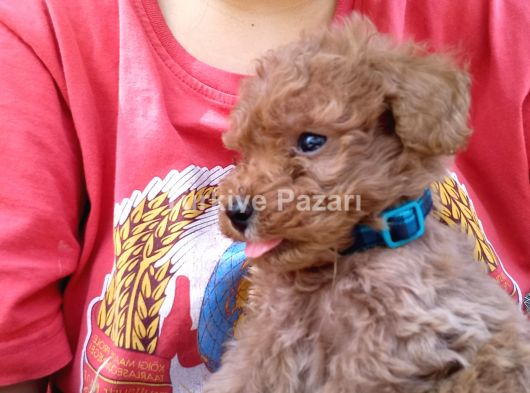 Acayip tatlı sıcak kanlı bebek gibi kopek