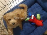 2.5 aylık maltipoo