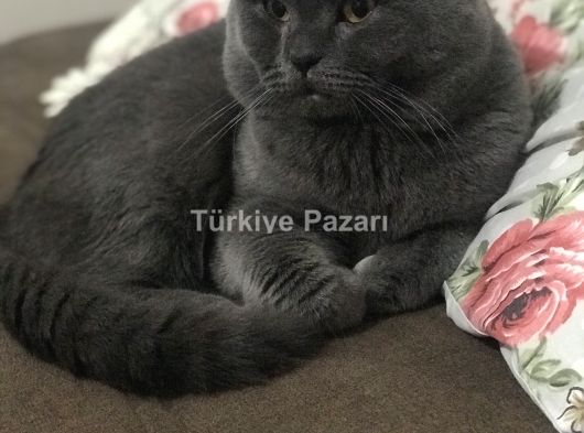 Kedimiz 2 yaşına girecek Çok akıllıdır Tuvalet eğitimi var Dişi Kedimizle Beraber verilecek