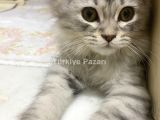 British Longhair 4 aylık