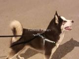 Orijinal husky sibirya kurdu