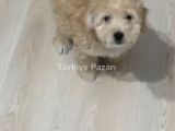 Ücretsiz sahiplendirme maltese terrier