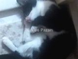 smokin dişi kedi