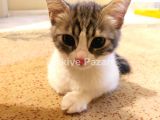 boncuk gözlü dişi kedi