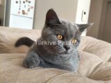 4 aylık biritish shortair yavru  kedi