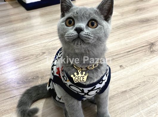 BRİTİSH SHORTHAİR 6 AYLIK