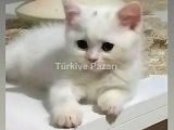 British Shorthair miniğim