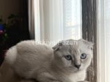 Scottish Blue Point