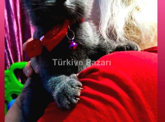 Scottish fold ve Scottish Strainght bebekler