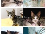 3 AYLIK DİŞİ KEDİ