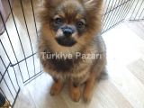 Pomeranian spitz
