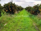 Antalya serik portakal bahcesi