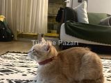 1,5 yaşında dişi sarman oyuncu kedi