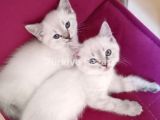 İki tane British Shorthair 