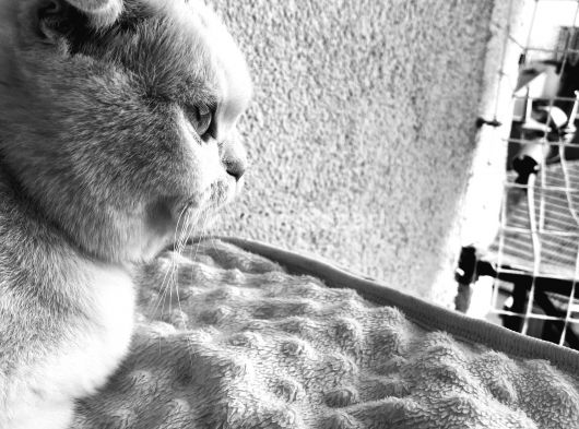 1 yaşında  dişi scottich fold