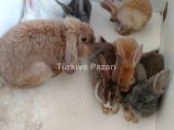 Satılık tavşanlar