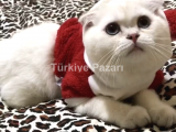 Scottish fold 