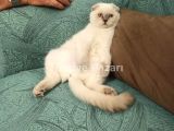 Çok tatlı ve çipi var