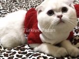 Scottish fold