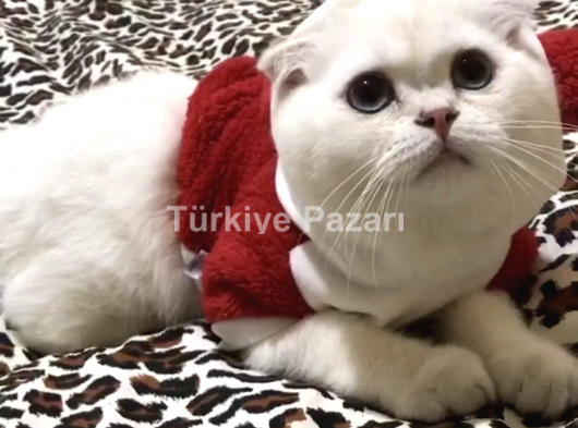 Scottish fold