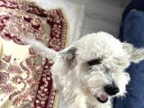 9 aylık saf terrier ( maltese )