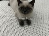 Blue point british shorthair