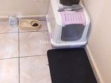British Longhair Kedi