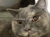 1.5 yaşında dişi