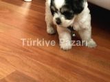 1 buçuk aylıktır