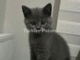 2.5 Aylık Yavru British Shorthair