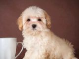 Maltipoo Köpek Tarçın